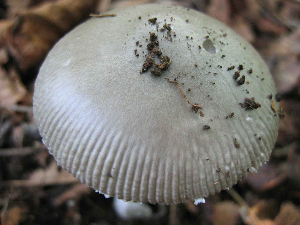 2005 :  Un anno di funghi